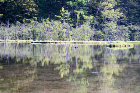 Myojin pond at Kamikochi,nagano,japanの写真素材