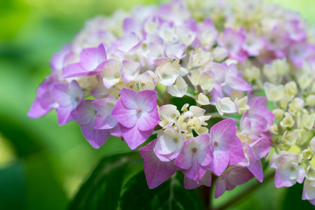 Japanese hydrangea flowerの写真素材