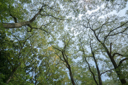 summer forestの写真素材