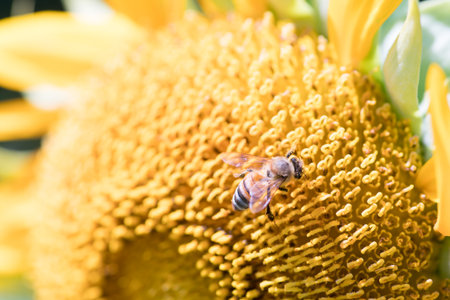 sunflower at nagai park,osaka,japanの写真素材