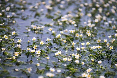 Baikamo at Samegai Jizo river,shiga,japanの写真素材