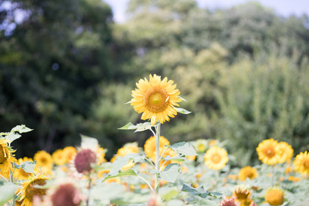 sunflower at nagai park,osaka,japanの写真素材