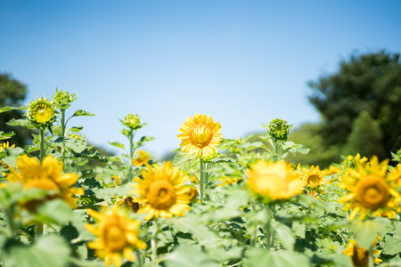 sunflower at nagai park,osaka,japanの写真素材