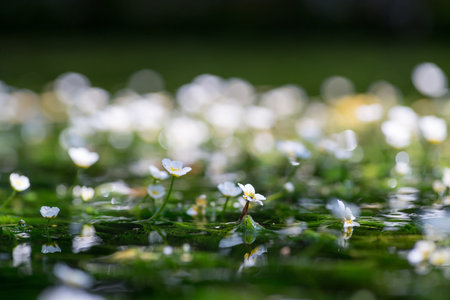Baikamo at Samegai Jizo river,shiga,japanの写真素材