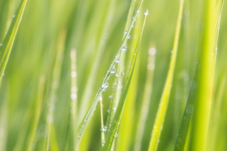 rice field in the morningの写真素材