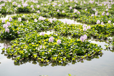 Water hyacinth at Motoyakushiji area,Kashihara,nara,japanの写真素材