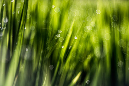 rice field,Pentacon lens Bubble bokehの写真素材