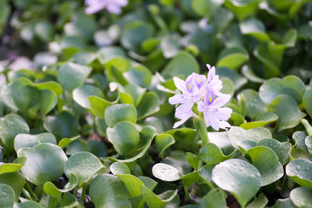 Water hyacinth at Motoyakushiji area,Kashihara,nara,japanの写真素材