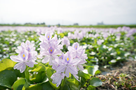 Water hyacinth at Motoyakushiji area,Kashihara,nara,japanの写真素材
