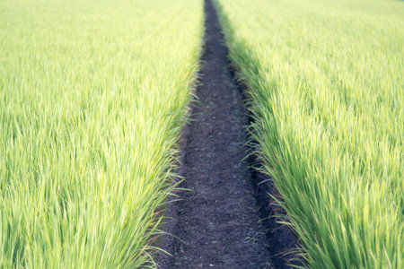rice field in the morningの写真素材
