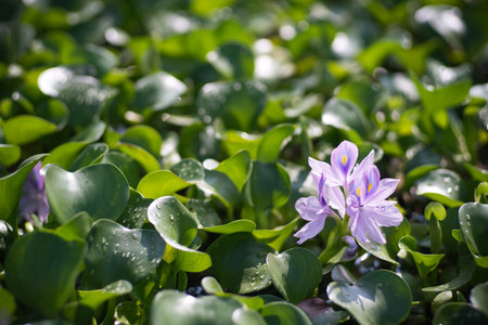 Water hyacinth at Motoyakushiji area,Kashihara,nara,japanの写真素材