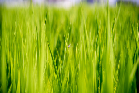 rice field in the morningの写真素材