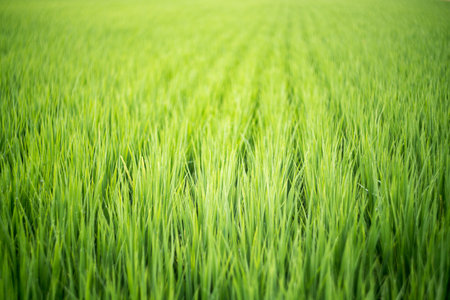 rice field in the morningの写真素材
