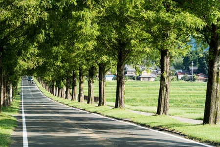 Metasequoia Tree-lined street,Makino-cho,Shiga,japanの写真素材