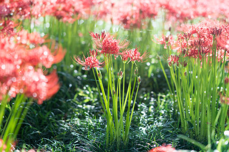 cluster amaryllis at Biwa-lake,Katsurahamaenchi,Shiga,Japanの写真素材