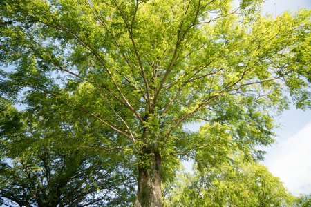 Metasequoia Tree-lined street,Makino-cho,Shiga,japan