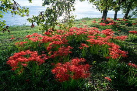 cluster amaryllis at Biwa-lake,Katsurahamaenchi,Shiga,Japanの写真素材