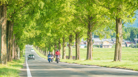 Metasequoia Tree-lined street,Makino-cho,Shiga,japanのeditorial素材