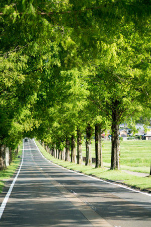 Metasequoia Tree-lined street,Makino-cho,Shiga,japanの写真素材