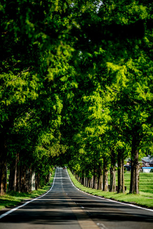 Metasequoia Tree-lined street,Makino-cho,Shiga,japanの写真素材