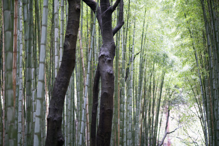 Bamboo forest at Sagano Arashiyama,Kyoto,tourism of japanの写真素材