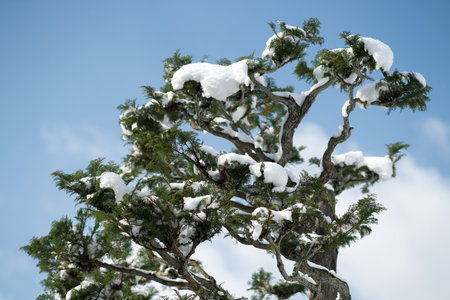 Tofukuji temple snow scene,Kyoto,tourism of Japanの写真素材