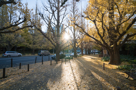 Jingu Gaien ginkgo street,Tokyo,Japanのeditorial素材