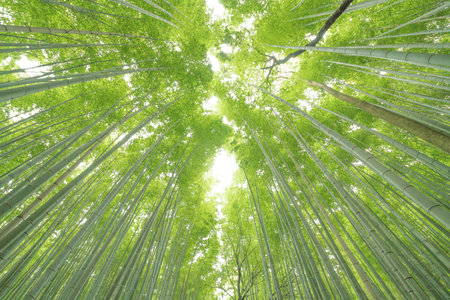 Bamboo forest at Sagano Arashiyama,Kyoto,tourism of japanの写真素材