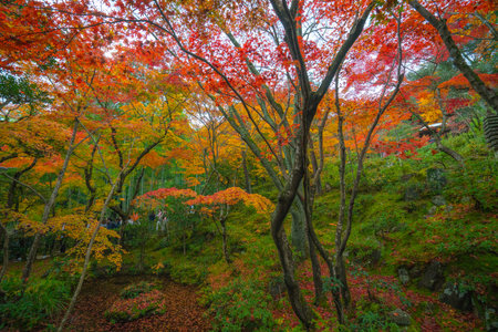 Joujakoji temple autumn scene,Kyoto,Japanの写真素材