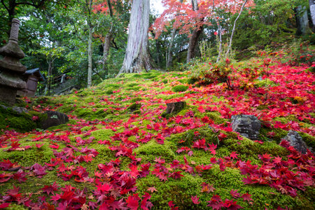 Joujakoji temple autumn scene,Kyoto,Japanの写真素材