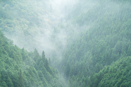 Nosegawa foggy mountain,Nara,Japanの写真素材