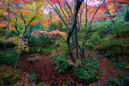 Joujakoji temple autumn scene,Kyoto,Japanのeditorial素材