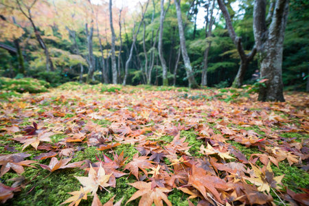 autumn sceneのeditorial素材