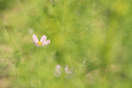 Cosmos flowerの写真素材