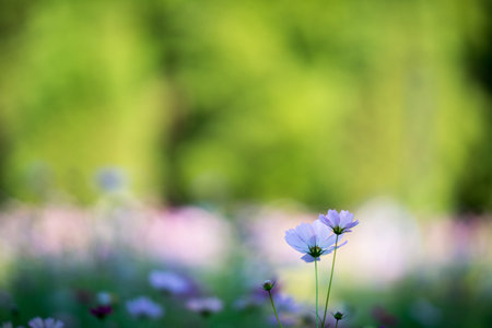 Cosmos flowerの写真素材