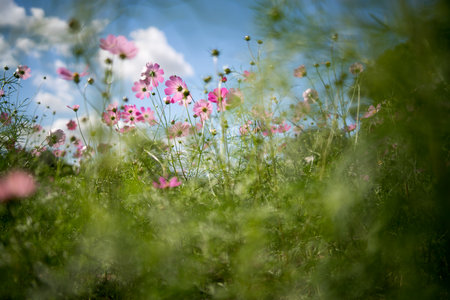 Cosmos flower with old lensの写真素材