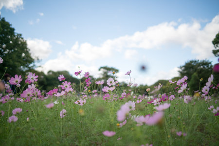 Cosmos flowerの写真素材