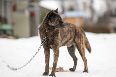snow dog animalの写真素材