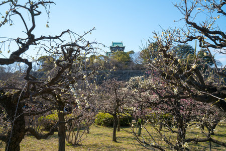 Osaka castle & plum,osaka,tourism of japanのeditorial素材