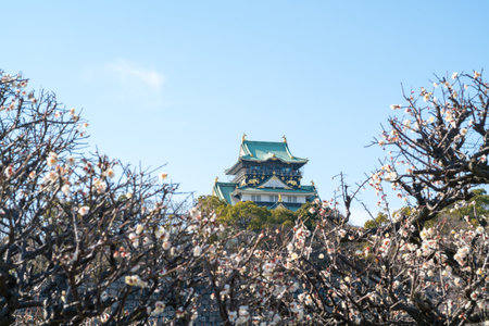 Osaka castle & plum,osaka,tourism of japanのeditorial素材