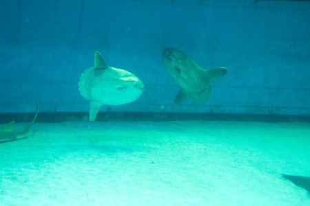 sunfish,mie,japanの写真素材