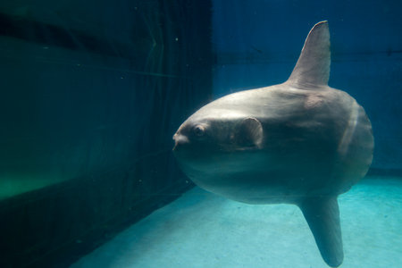 sunfish,mie,japanの写真素材