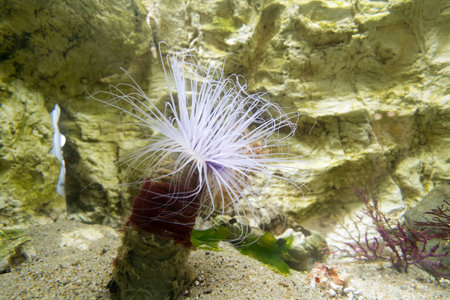 Sea anemoneの写真素材