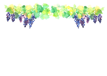 Illustration of vineyards painted with watercolorsの写真素材