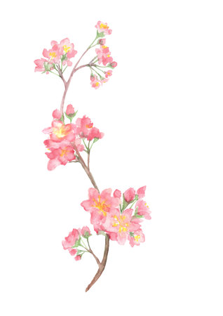 Illustrations of cherry blossom branches and flowers painted with watercolorsの写真素材