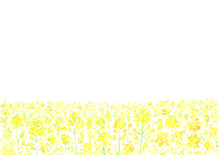 The scenery of the field of rape blossoms painted with watercolorsの写真素材