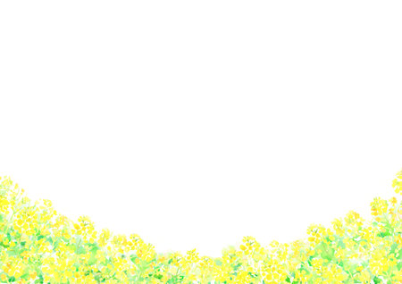 The scenery of the field of rape blossoms painted with watercolorsの写真素材