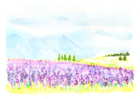 Landscape of lavender fields painted with watercolorsの写真素材