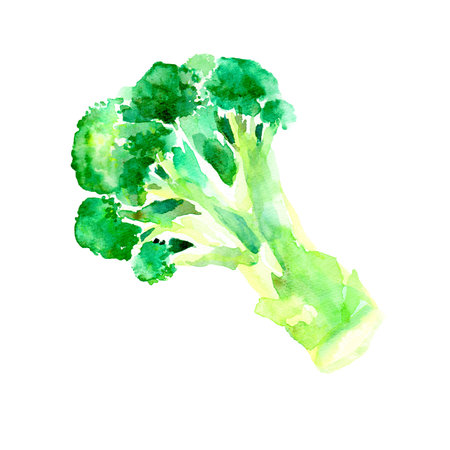 Illustration of broccoli drawn in watercolorの写真素材