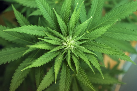 Marijuana Flower and Leavesの写真素材